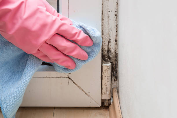 Certified Mold Removal in Wells, MN